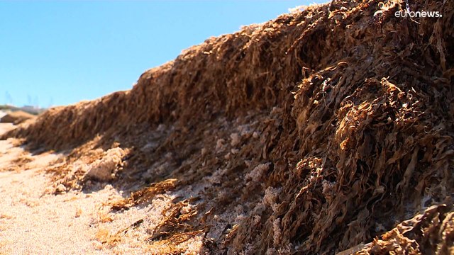 Portugal : la région de l'Algarve envahie par les algues brunes
