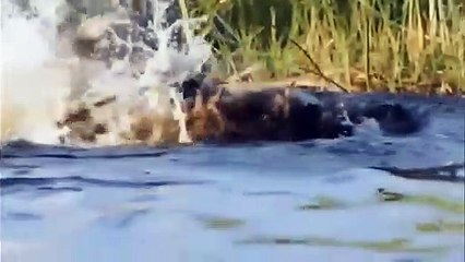 Monkey King, Leopard Playing Wild Climbing On Electric Pole Was Electrocuted►Animals Are Electrified