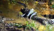 Extreme Fight Crocodile Vs Snake ►Caught On Camera ► Incredible Battles Involving Large Snakes