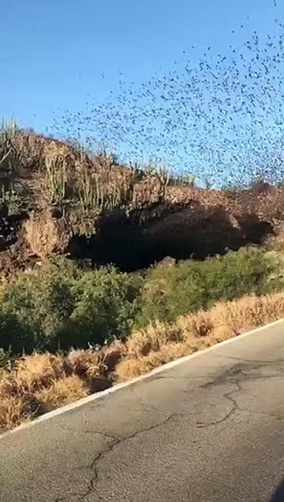 Vídeo mostra milhares de morcegos sobrevoando cidade no México