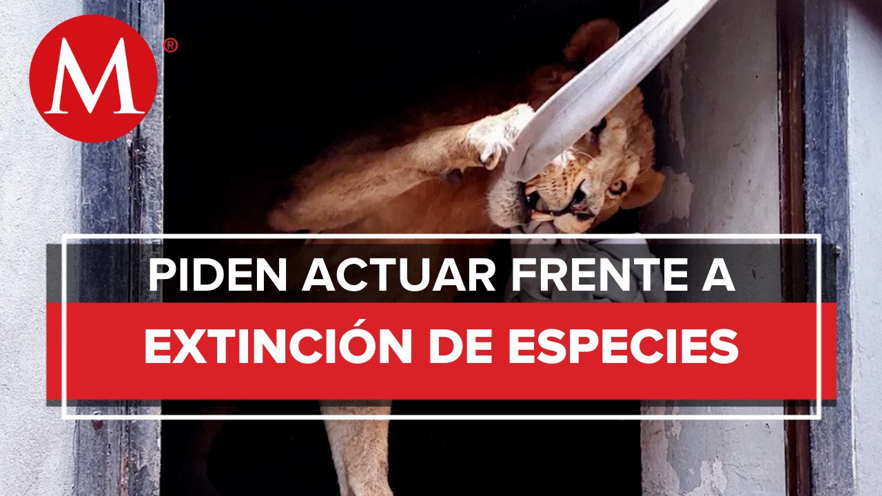 Piden a la ONU aplicar acciones para evitar la crisis de extinción de especies