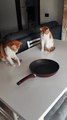 Cats Fascinated by Spinning Pan