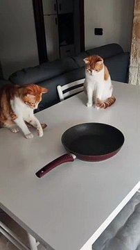 Cats Fascinated by Spinning Pan
