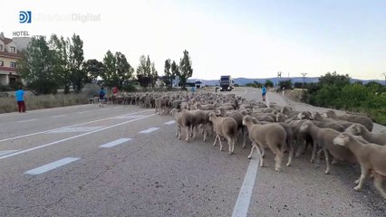 Un rebaño de ovejas trashumantes cruza una carretera nacional