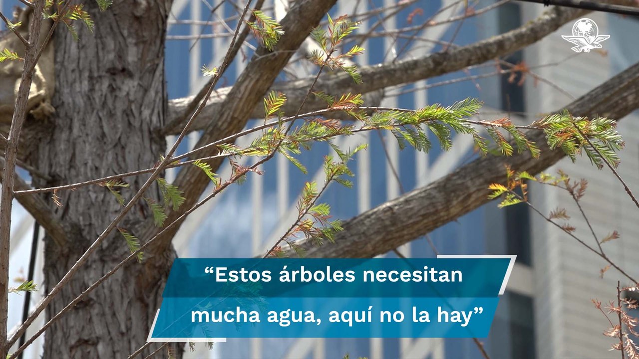 Resucita ahuehuete de Reforma; incrédulos presagian muerte del árbol