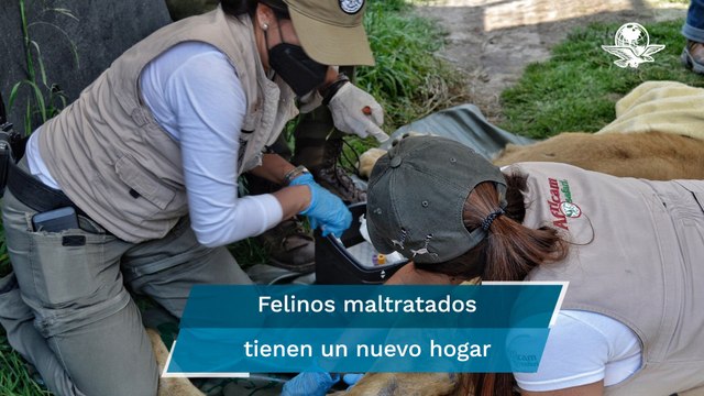 Llegan a Africam Safari 10 leones y 2 jaguares rescatados del Black Jaguar White Tiger