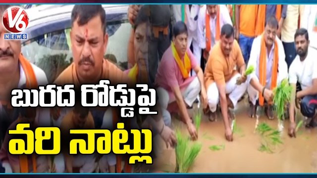 MLA Raja Singh Plant Paddy Saplings On Muddy Road As Sign Of Protest _ Nizamabad _ V6 News (1)