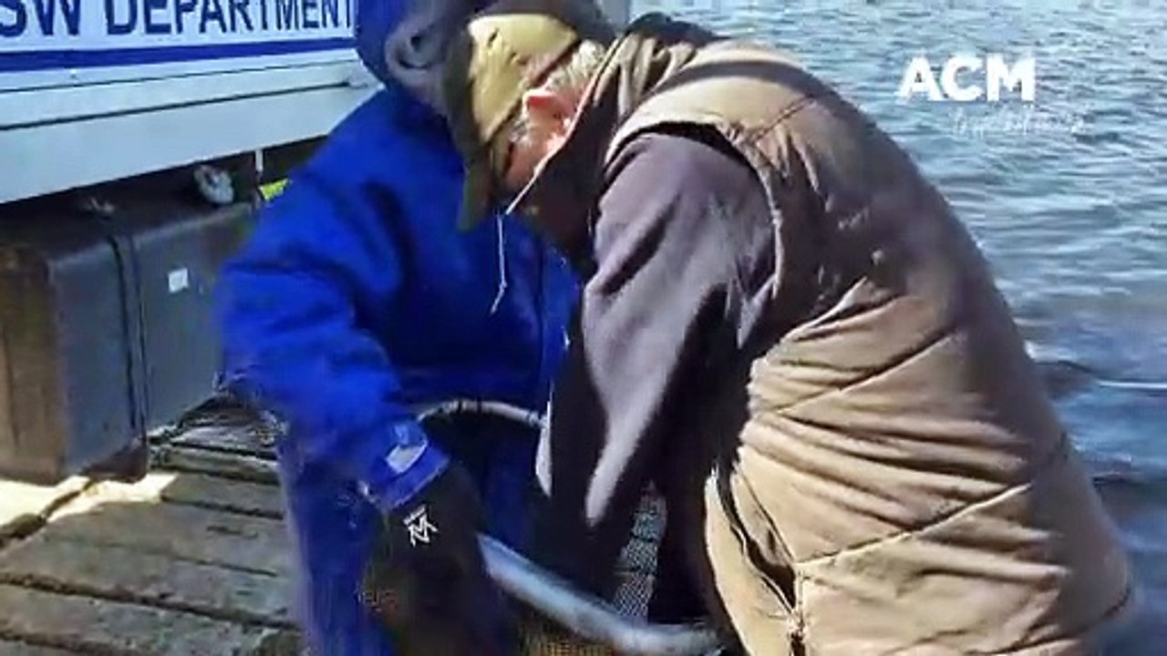 Trout Release