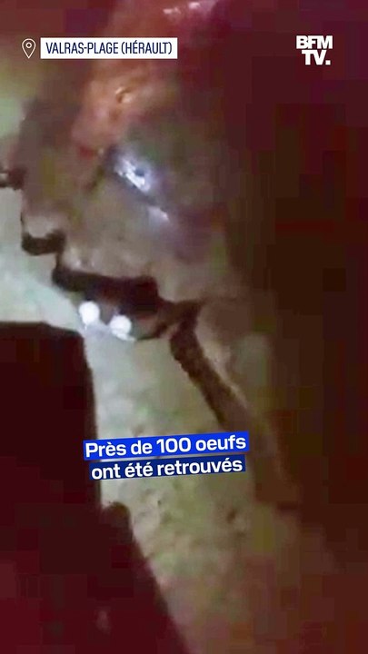 Cette espèce rare de tortue est venue pondre près de 100 œufs sur une plage de Valras