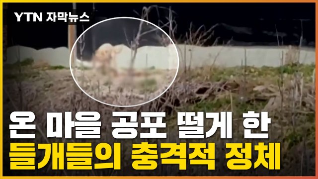 [자막뉴스] '마구 물어 죽여'...마을을 공포에 빠뜨린 들개들의 정체 / YTN