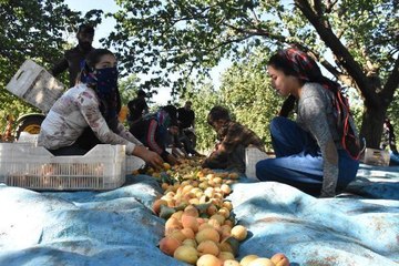 MALATYA'DA 20 BİN MEVSİMLİK İŞÇİ İLE KAYISI HASADI