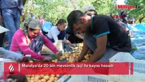 Malatya'da 20 bin mevsimlik işçi ile kayısı hasadı