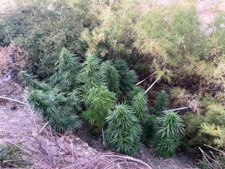 Kenevir tarlasını sularken suçüstü yakalandı