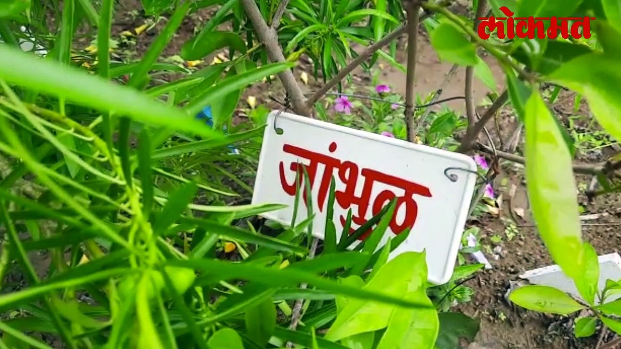 जिथं कालपर्यंत काटेरी झुडूपे होती तिथं आज फुलली वनराई