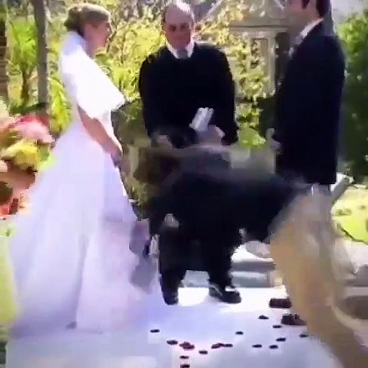 #funny #yt #youtubeshort #trending #turkey #us #canada #saudia #iran #pk #natural #bohpal #birds #matting process #birds love you #short #funny #yt #youtubeshort #trending #turkey