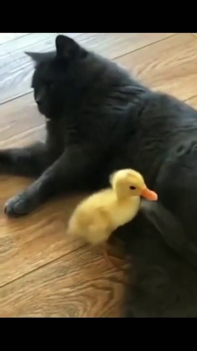 Fun edit 99 #shorts #funnyvideos #funnyfails #fyp