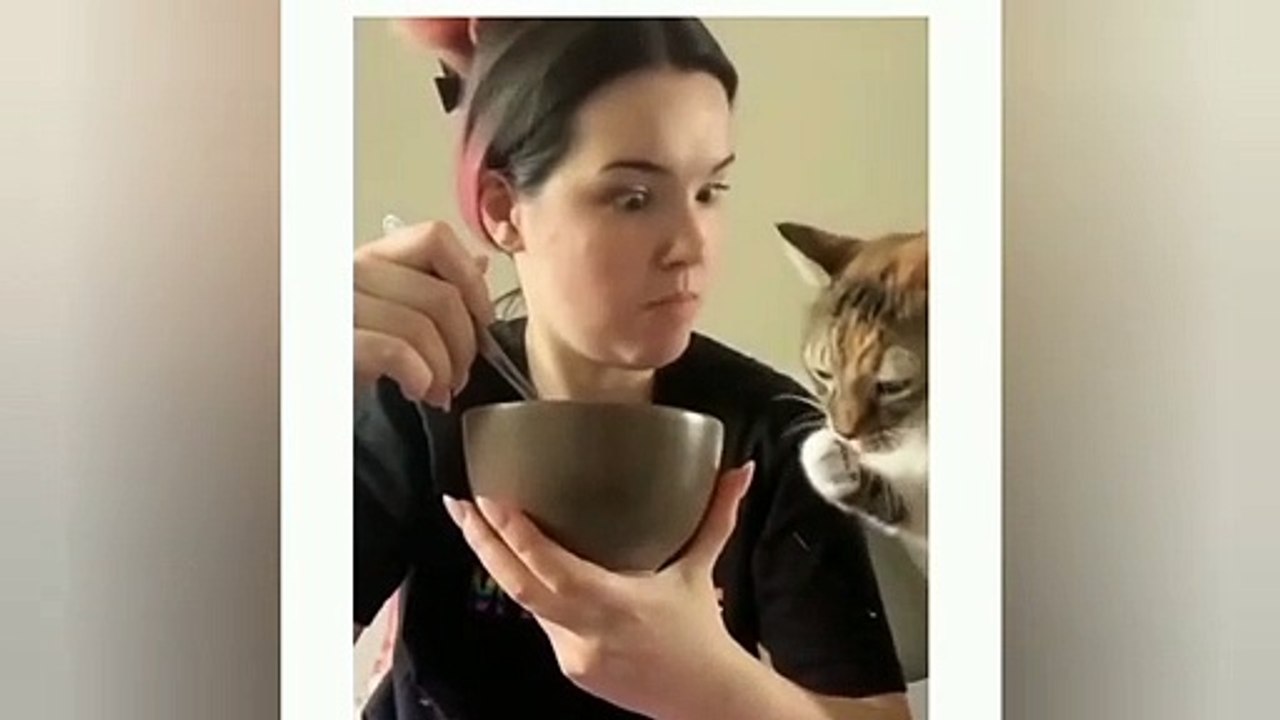 I Tried NOT To Laugh At These Funny Cat Videos... But I Failed Miserably - Funny Pet Videos