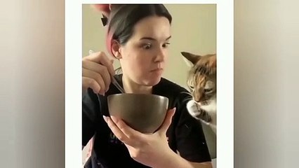 I Tried NOT To Laugh At These Funny Cat Videos... But I Failed Miserably - Funny Pet Videos