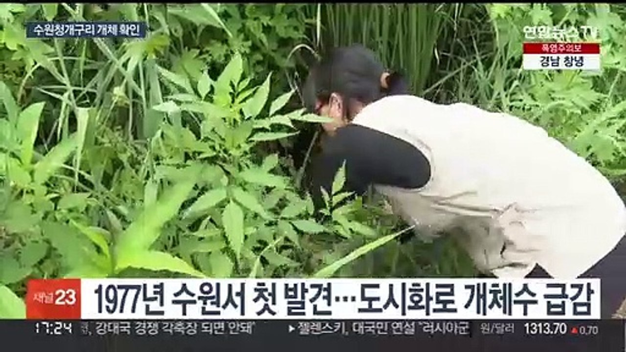 멸종위기 1급 수원청개구리…수원 들녘서 3년째 개체 확인