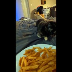 --Funniest Cats Ever - I CHALLENGE You to watch this video without LAUGHING--Impossible