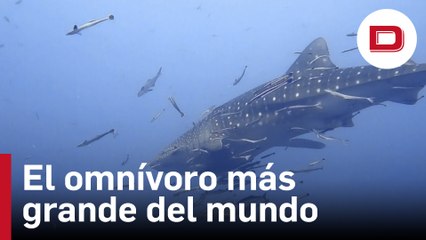 El tiburón ballena es el omnívoro más grande del mundo