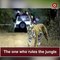 Viral Video | Traffic Police stop commuters on road to allow the tiger to cross Path