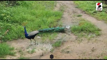 ટહુકા મારતો મોર અને થનગણાટ કરતી ઢેલ કેમેરામાં કેદ