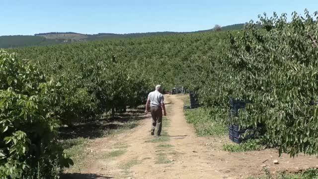 ESKİŞEHİR - Mihalıççık kirazı hasadında sona gelindi