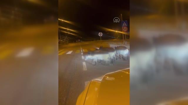 Domuz sürüsü şehre indi