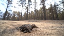 200.000 hectáreas quemadas, 100.000 solo en julio
