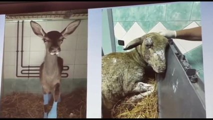 Un anno dal rogo nel Montiferru: il destino degli animali