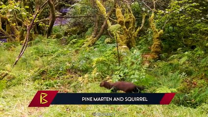 12 Brutal Moments When Martens Kill And Eat Almost Everything