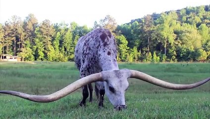 15 Most Unique Bulls in the World