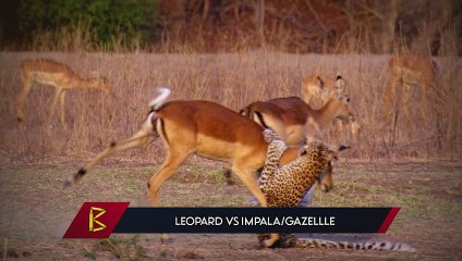 15 Moments Of Naive Animals Getting Into Trouble