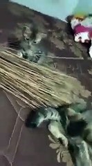 very cute little cat