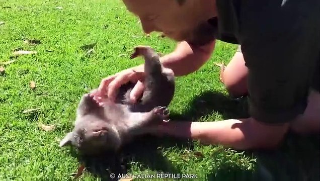 15 Cute Exotic Animals You Can Own as Pets