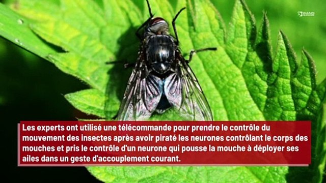 Des scientifiques s'immiscent dans le cerveau des mouches !
