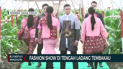 Fashion Show Di Tengah Ladang Tembakau