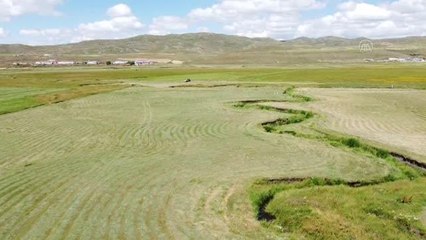 Çiftçiler tırpan ile ot hasadına başladı