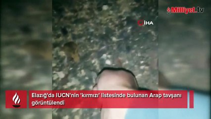 Elazığ'da IUCN'nin 'kırmızı' listesinde bulunan Arap tavşanı görüntülendi