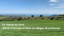 250 vaches Frisonnes NZ et Kiwis en vêlages de printemps chez Brian McCracken en Irlande du Nord