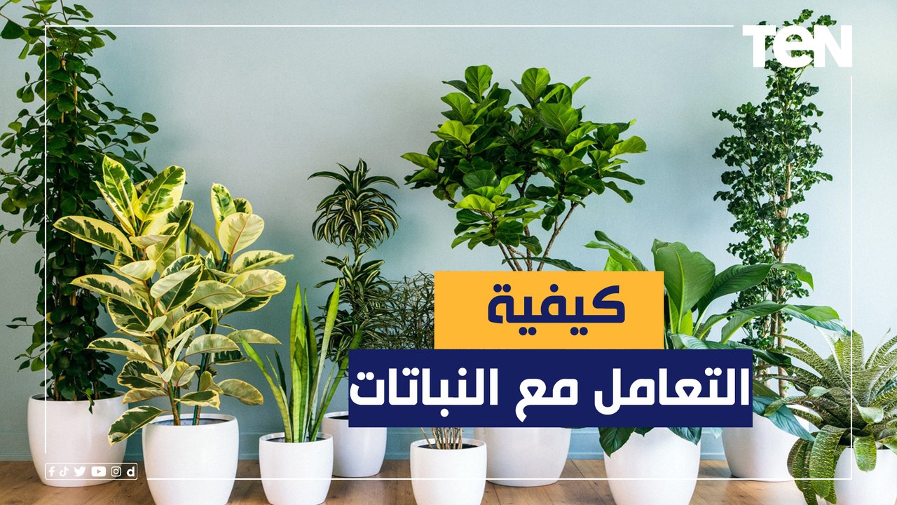تعرف على الطريقة الصحيحة للتعامل مع النبابات في المنزل مع ارفتاع درجات الحرارة