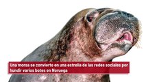 Noruega: Una morsa se convierte en una estrella de las redes sociales por hundir varios botes