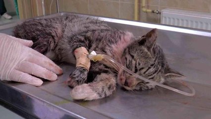 ERÜ Hayvan Hastanesi, 2022 yılının ilk yarısında 9 bin 330 hasta kabul etti