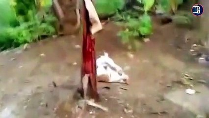 NGAKAK-Reaksi-Lucu-Kucing-Oren-Bar-bar-Saat-Disoso