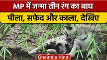 MP के Indore Zoo में जन्मा तीन रंग का बाघ, बाघिन ने 3 शावकों को दिया जन्म | वनइंडिया हिंदी | *NEWS