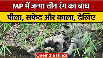 MP के Indore Zoo में जन्मा तीन रंग का बाघ, बाघिन ने 3 शावकों को दिया जन्म | वनइंडिया हिंदी | *NEWS
