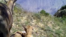 Yavrularını emziren yaban keçisi fotokapanla görüntülendi