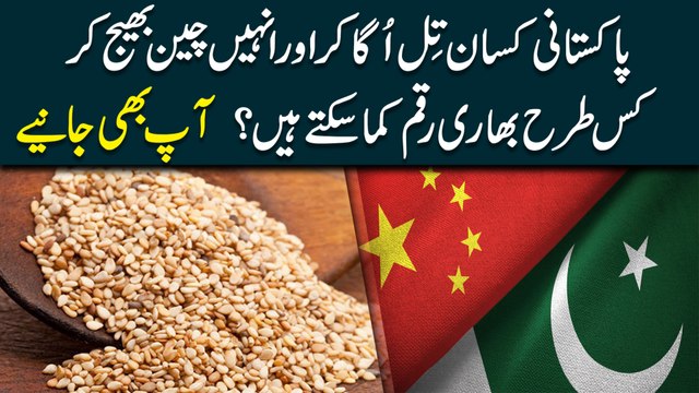 Pakistani kissan til uga kar aur inhay Cheen bhej kar kis trah bhari raqm kama saktay hain? Aap b janiye