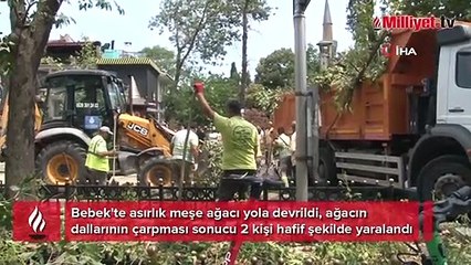 Bebek'te asırlık ağaç yola devrildi: 2 kişi yaralandı
